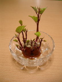 芽がでたさつまいも