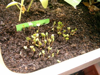 ラディッシュ発芽