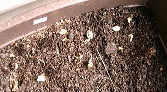 白かぼちゃ発芽!?