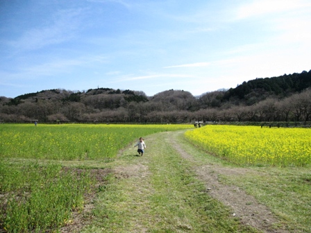 巾着田の菜の花２