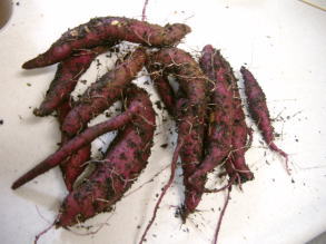 家庭菜園のさつまいも...