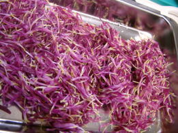 食用菊もってのほか下処理後