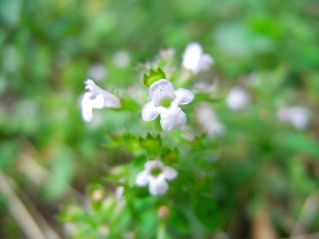 RIMG0011.jpg