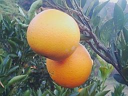 11月26日のネーブル1