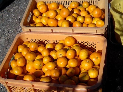 チャングムいっぱい♪