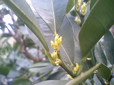 ネーブル2007新芽