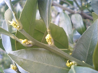 ネーブル2007花芽