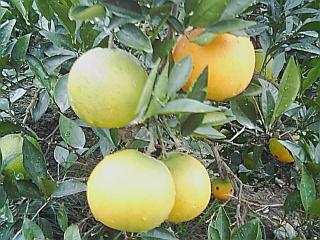 11月6日雨のネーブル2