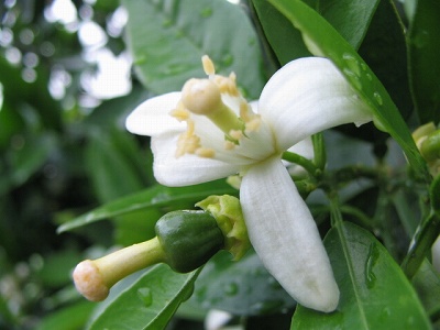 ネーブルの開花と結実