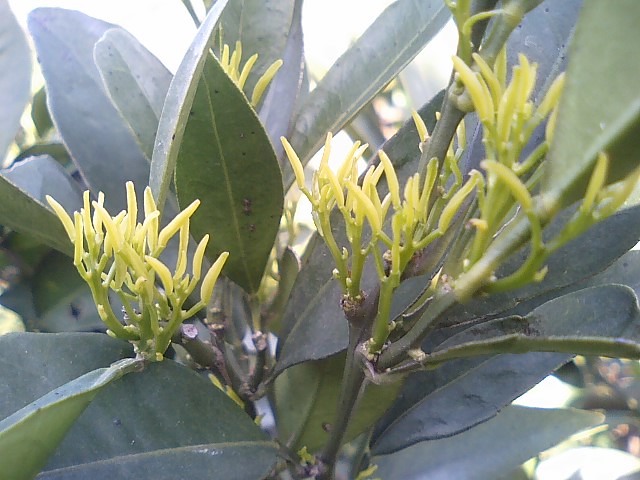 2007年4月5日ネーブル