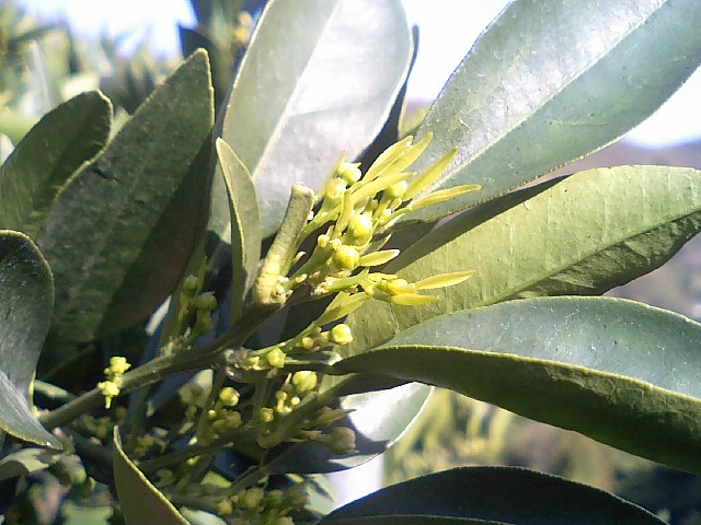 2007年4月5日ネーブル2