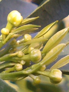 ネーブルの花芽の画像