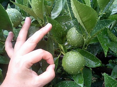 オッケー★ネブリン♪