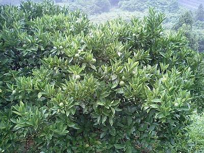 上から見たネブリン♪