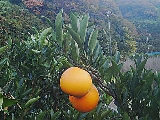 11月26日のネーブル5