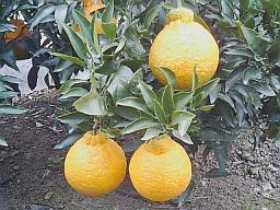 12月06日のデコポン2