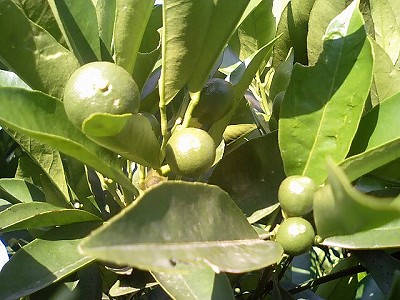 ネブリン大きくなりました。