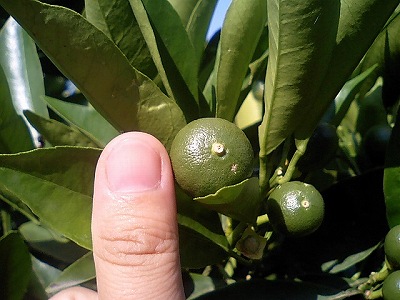 ネブリン大きくなったよ。