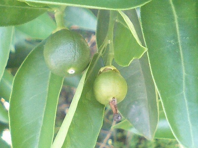 ネブリンのお子ちゃま♪