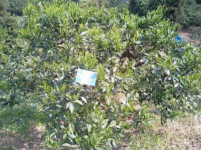 20070428ネブリン♪