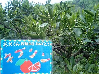 20070428ネブリン2