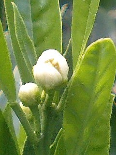 20070428ネブリン3