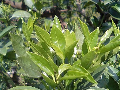 20070428ネブリン4