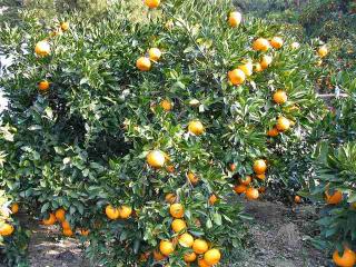 やっぱりんみゃ～～みかん♪