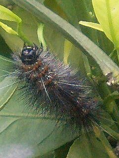 クワゴマダラヒトリ