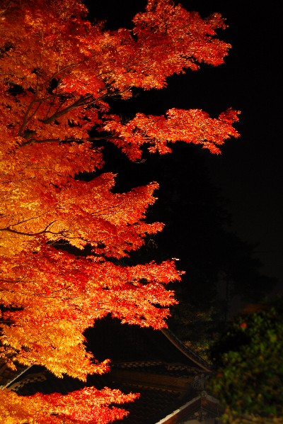 ライトアップ紅葉 036.jpg