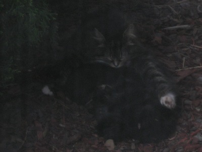 CatFamily12