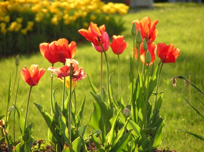 Tulip04