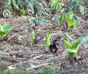 ザゼンソウ遠景