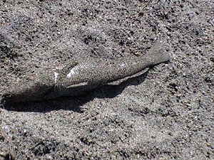 20100905釜谷キス(300)