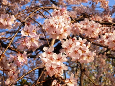 桜11.JPG