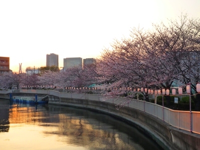 桜37.JPG