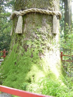 箱根神社４.JPG