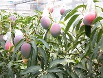 mango-kago-2004-7-5-002.jpg