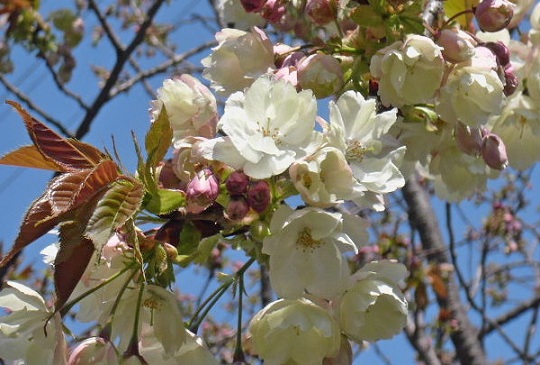 枝垂れ梅→枝垂れ桜→ソメイヨシノ→八重桜の順で咲くのは知っていたけど、八重桜の中でも順があり、この「白」は他のより早く咲くことを数年にわたる失敗から学習した。