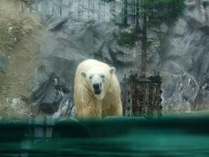 hokkaidoufuji 016dassasadas.JPG