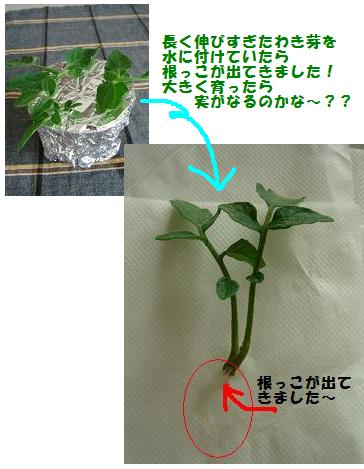 凛々子2007.6.11