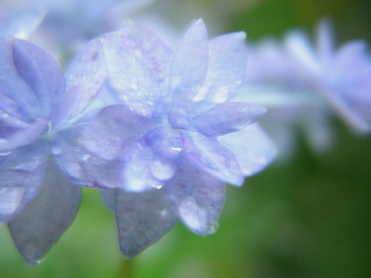 新しい月鉱樹もよろしく♪