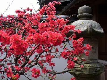 法華寺