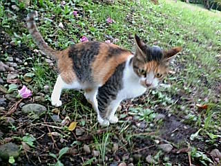 古城公園の子猫