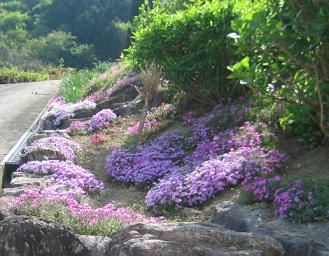 芝桜