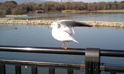 ゆりかもめ幼鳥