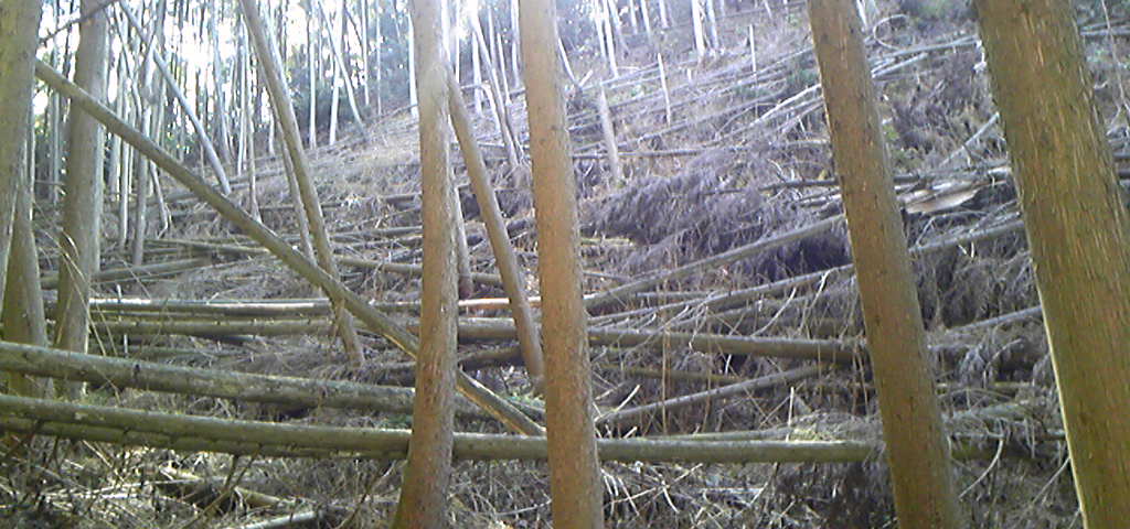 倒木で無くなった山道