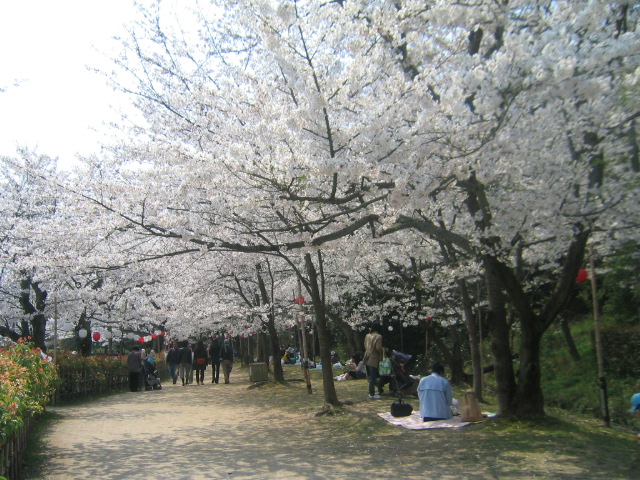 栗林公園の桜