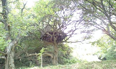 ツリーハウス１