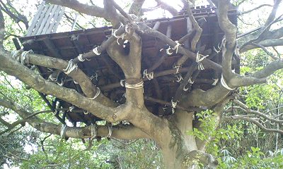 ツリーハウス３